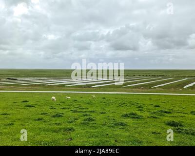 Moutons sur une digue verte en mer du Nord près de Husum Banque D'Images