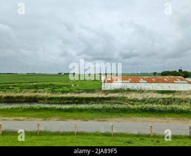 Moutons sur une digue verte en mer du Nord près de Husum Banque D'Images