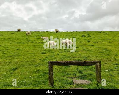 Moutons sur une digue verte en mer du Nord près de Husum Banque D'Images