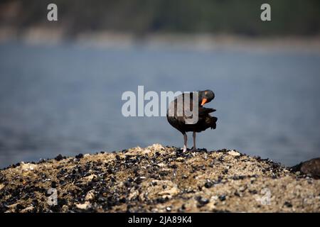 L'Oystercatcher noir ronflant et préendissant ses plumes en se tenant sur une roche couverte de coquillages avec de l'eau en arrière-plan, près de Ballet Bay, Sunshine Coast (Colombie-Britannique) Banque D'Images