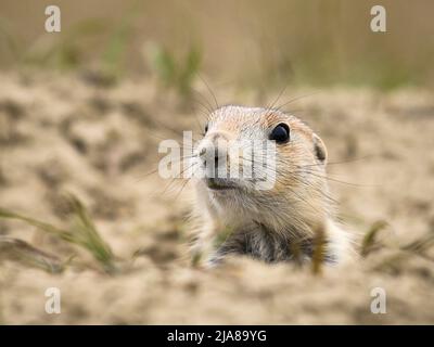 Le chien des Prairies à queue noire qui s'immerde du terreau au terrain de camping de Sage Creek, dans le parc national Badlands, Dakota du Sud. Banque D'Images