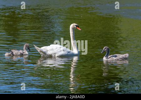 Cygnes blancs nageant avec cygnets, réflexion sur l'eau Banque D'Images