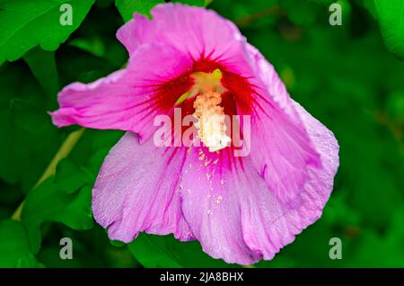La rose de Sharon hibiscus (Hibiscus syriacus), également connue sous le nom de rose en forme de malow, pousse au centre-ville, le 22 mai 2022, à Biloxi, Mississippi. Banque D'Images