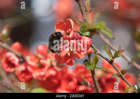 Une abeille Bumblebee à queue de Buff (Bombus Terrestris) se nourrissant sur les fleurs orange du coing japonais, ou du coing ornemental, (Chaenomeles Japonica) au printemps Banque D'Images