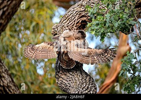 Grand hibou des cornes - Bubo virginianus Banque D'Images
