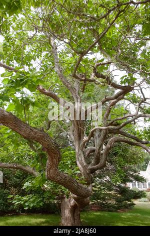 Twisted branches d'arbre. Banque D'Images