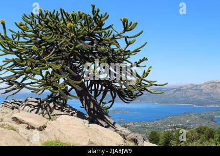 Petit arbre araucaria dans Villa Pehuenia Banque D'Images