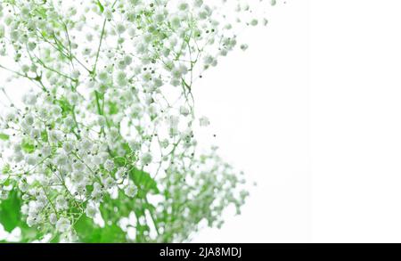 petites fleurs sur fond blanc avec espace de copie Banque D'Images