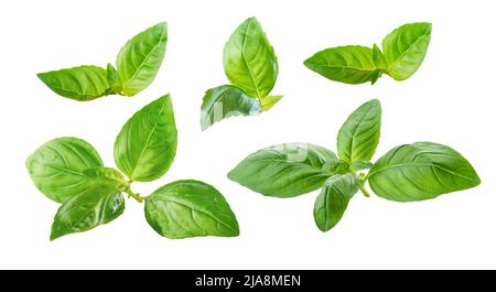 diverses feuilles de basilic vert frais isolées sur des dores blancs Banque D'Images
