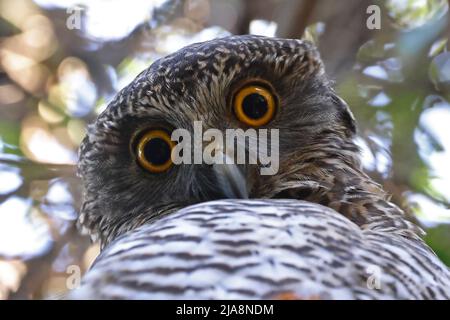 Gros plan de la puissante chouette australienne (Ninox strenua) Banque D'Images