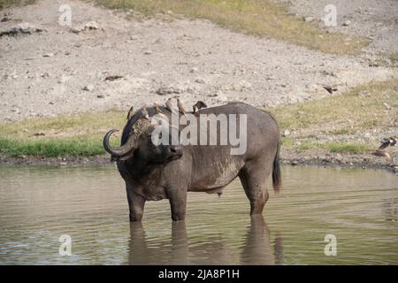 Cape Buffalo avec Oxpeckers, Tanzanie Banque D'Images