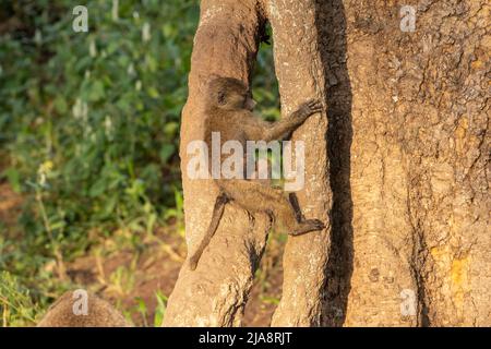 Jeune babouin grimpant un arbre, Tanzanie Banque D'Images