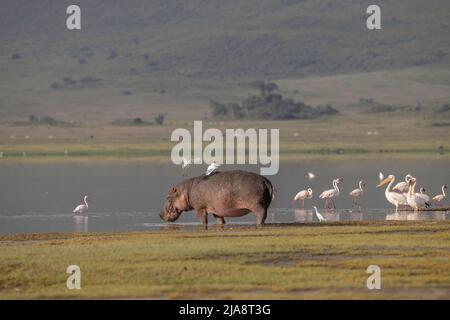 Hippo dans le cratère de Ngorongoro, Tanzanie