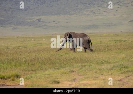 Éléphant de taureau, cratère de Ngorongoro, Tanzanie Banque D'Images