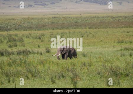 Éléphant de taureau, cratère de Ngorongoro, Tanzanie Banque D'Images