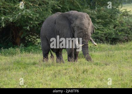 Éléphant de taureau, cratère de Ngorongoro, Tanzanie Banque D'Images