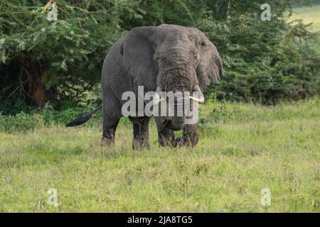 Éléphant de taureau, cratère de Ngorongoro, Tanzanie Banque D'Images