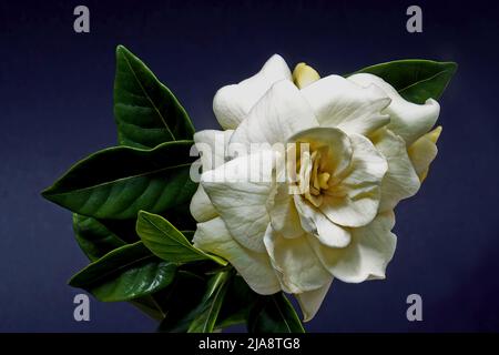 Belle Gardenia blanc (Gardenia jasminoides) fleur fraîche avec des feuilles vertes de près isolées sur un fond bleu foncé. Art floral Banque D'Images