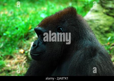 Un Gorilla des Highlands de l'Ouest Banque D'Images