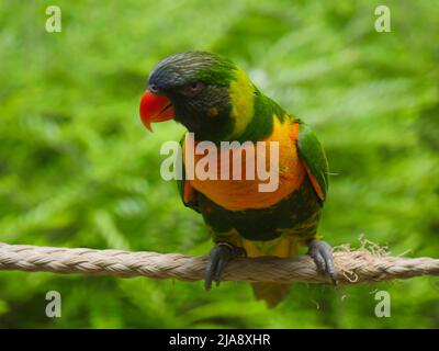 Marigold lory ou Marigold Lorikeet, également connu sous le nom de Sumba Lorikeet (Trichoglossus capistratus) est une espèce de perroquet endémique au sud-est A. Banque D'Images