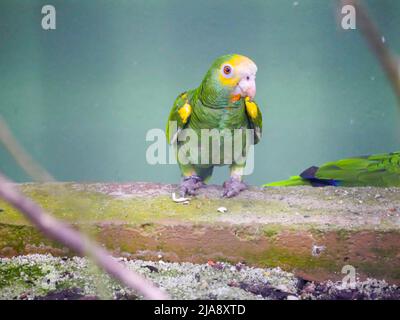 Petit Lorikeet vert Parrot espèces assis sur le mur Banque D'Images