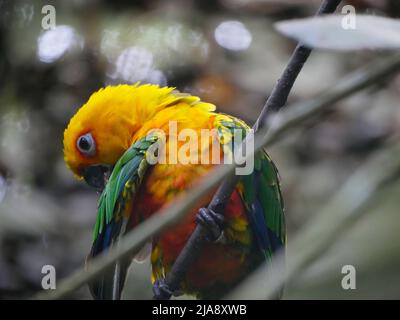 Couleur jaune Parrot espèce Lorikeet assis sur la branche de l'arbre Banque D'Images