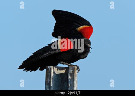 Un Blackbird ailé de rouge debout sur Fence Post Banque D'Images