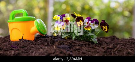 Travail de jardin, jeux pour enfants et divertissement. Enfants arrosoir et pansies fraîches fleurs dans le sol vue rapprochée. Agriculture, jardinage biologique et écologie. Banque D'Images