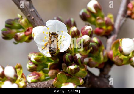 Ressort. Une abeille s'assit sur une fleur de pomme blanche sur une branche, pollinise les fleurs et recueille le nectar. Photo de haute qualité Banque D'Images