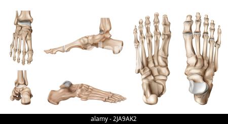 Ensemble anatomique réaliste des os du pied avec vues latérales isolées du squelette du marchepied humain sur une illustration vectorielle d'arrière-plan vierge Illustration de Vecteur