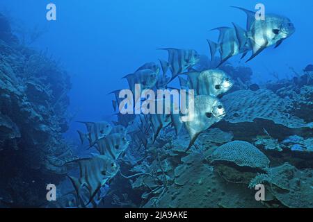 Une école de spadaféches de l'Atlantique (Chaetodipterus faber), nager au-dessus d'un récif de corail, Cuba, Caraïbes Banque D'Images