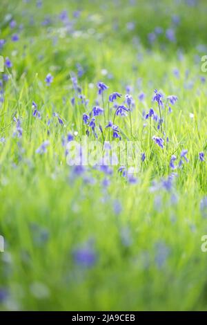 Bleu vif bluebell fleurit dans une glade de bois au printemps à Northumberland, dans le nord-est de l'Angleterre Banque D'Images