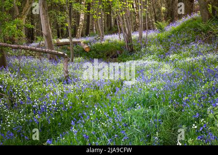 Un bois de hêtre rempli de bleu vif bluebell fleurit au printemps à Northumberland, dans le nord-est de l'Angleterre Banque D'Images