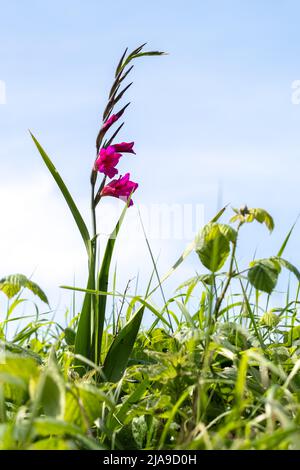 Gladiolus commun, Gladiolus communis L., croissance sauvage à Devon Banque D'Images