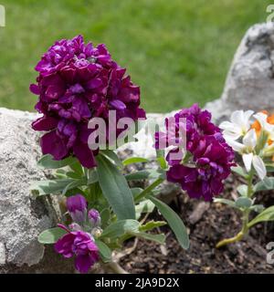 Le stock de houary, Matthiola incana, pousse dans un mur à Thurlestone Devon Banque D'Images