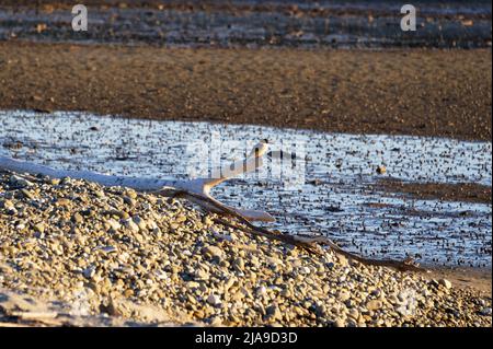 Un kingfisher est assis sur du bois flotté surplombant la zone de marée. Les escargots sont dans la boue en arrière-plan. Banque D'Images