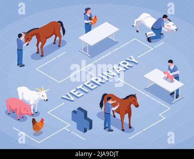 Animaux de ferme diagramme isométrique vétérinaire avec santé clinique vétérinaire maladie animaux de ferme et descriptions de vaccination illustration vectorielle Illustration de Vecteur