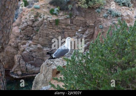 Mouette adulte se reposant très près d'une falaise dans la mer Méditerranée. Banque D'Images