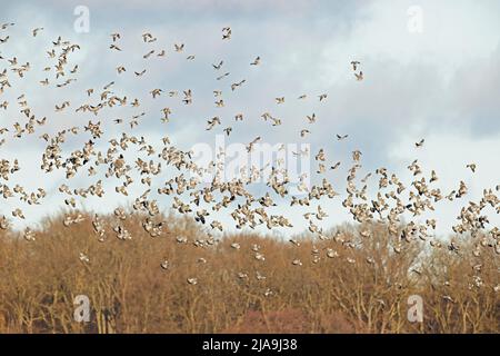 Migration importante à l'automne de centaines de pigeons ligneux (Columba palumbus). Banque D'Images