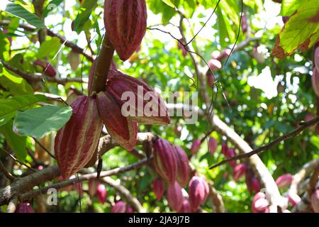 Fruits de cacao, Cuba Banque D'Images