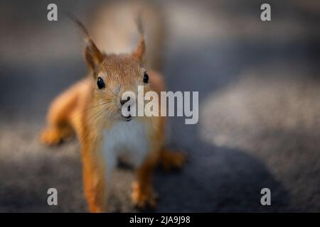 L'écureuil est assis sur le sol et regarde la caméra. Sammer couleur de l'animal. Photo de haute qualité Banque D'Images