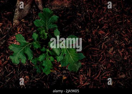 Plante poussant parmi les feuilles d'arbre sèches tombées. Banque D'Images