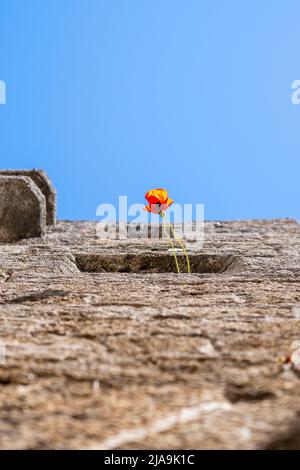 Fleur de pavot provenant d'une fenêtre en pierre. Banque D'Images