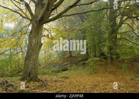 Cotswold bois en automne avec brume, Angleterre. Banque D'Images