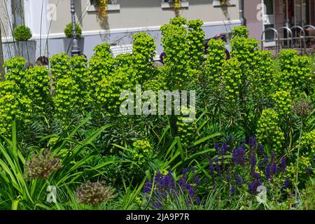 Grand sphoup méditerranéen (Euphorbia cachacias) en fleurs.Jardin botanique, KIT Karlsruhe, Allemagne, Europe Banque D'Images