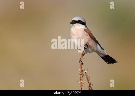 Shrike à dos rouge, vallée de Meladia, Lesvos, Grèce, mai 2022 Banque D'Images