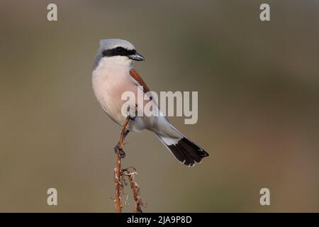 Shrike à dos rouge, vallée de Meladia, Lesvos, Grèce, mai 2022 Banque D'Images