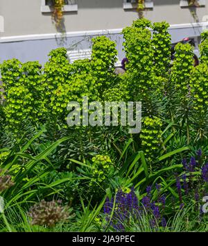 Grand sphoup méditerranéen (Euphorbia cachacias) en fleurs.Jardin botanique, KIT Karlsruhe, Allemagne, Europe Banque D'Images