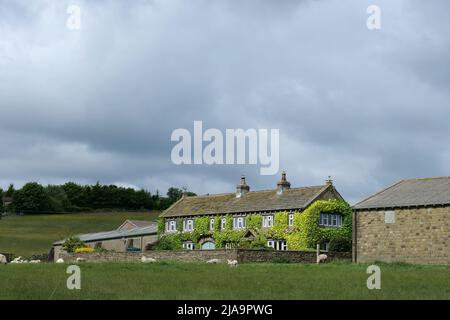 Grande ferme de campagne couverte de moutons ivy dans les arbres de champ à l'avant en arrière-plan avec ciel bleu Banque D'Images