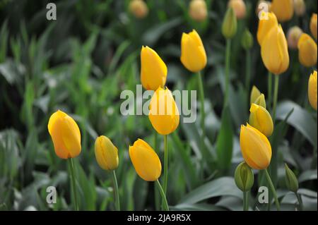 Jaune unique tulipes tardives (Tulipa) Muscadet fleurissent dans un jardin en mars Banque D'Images